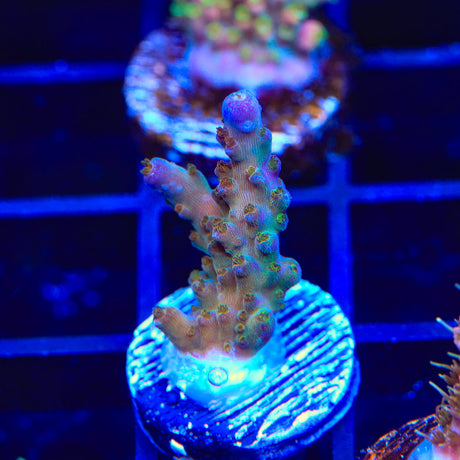 TSA Twisted Sister Acropora Coral