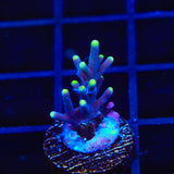 TSA Green Dragon Acropora Coral