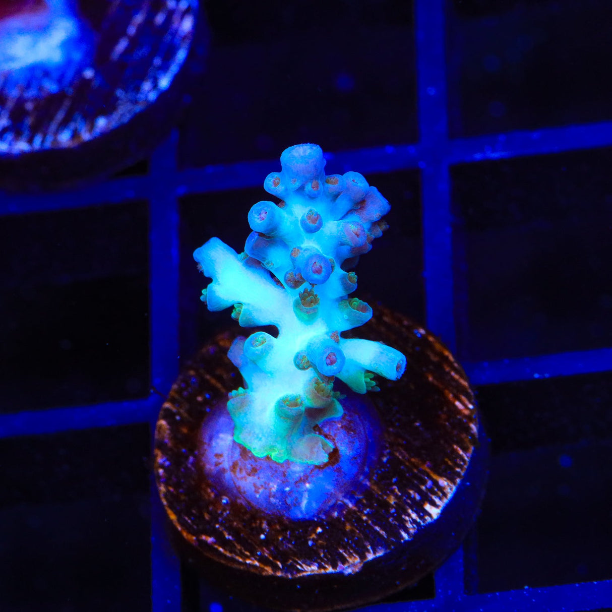 TSA Snow Bird Acropora Coral