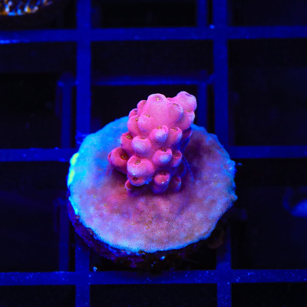 TSA Dante's Inferno Acropora Coral