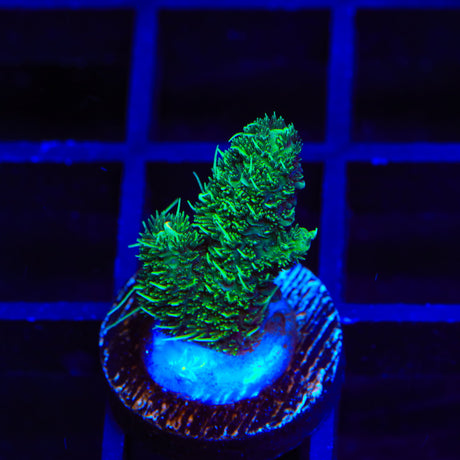 TSA Princess Peach Acropora Coral