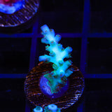 TSA Snow Bird Acropora Coral