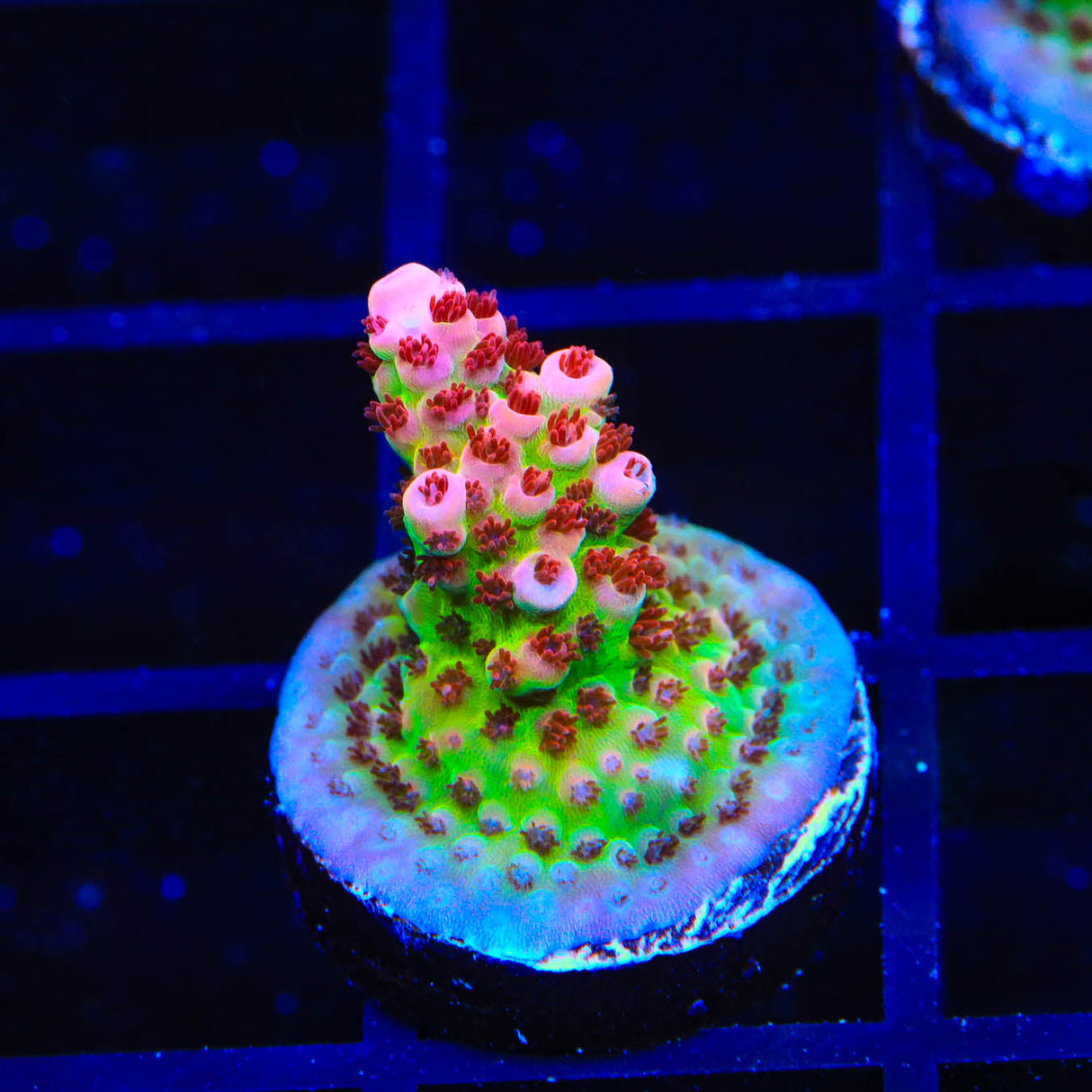 TSA Princess Peach Acropora Coral – Top Shelf Aquatics