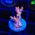 TSA Flower Bomb Acropora Coral