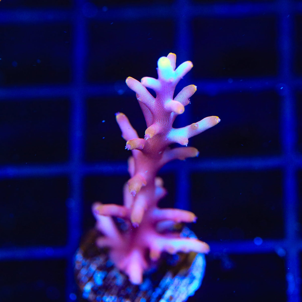 TSA Fire Dragon Acropora Coral