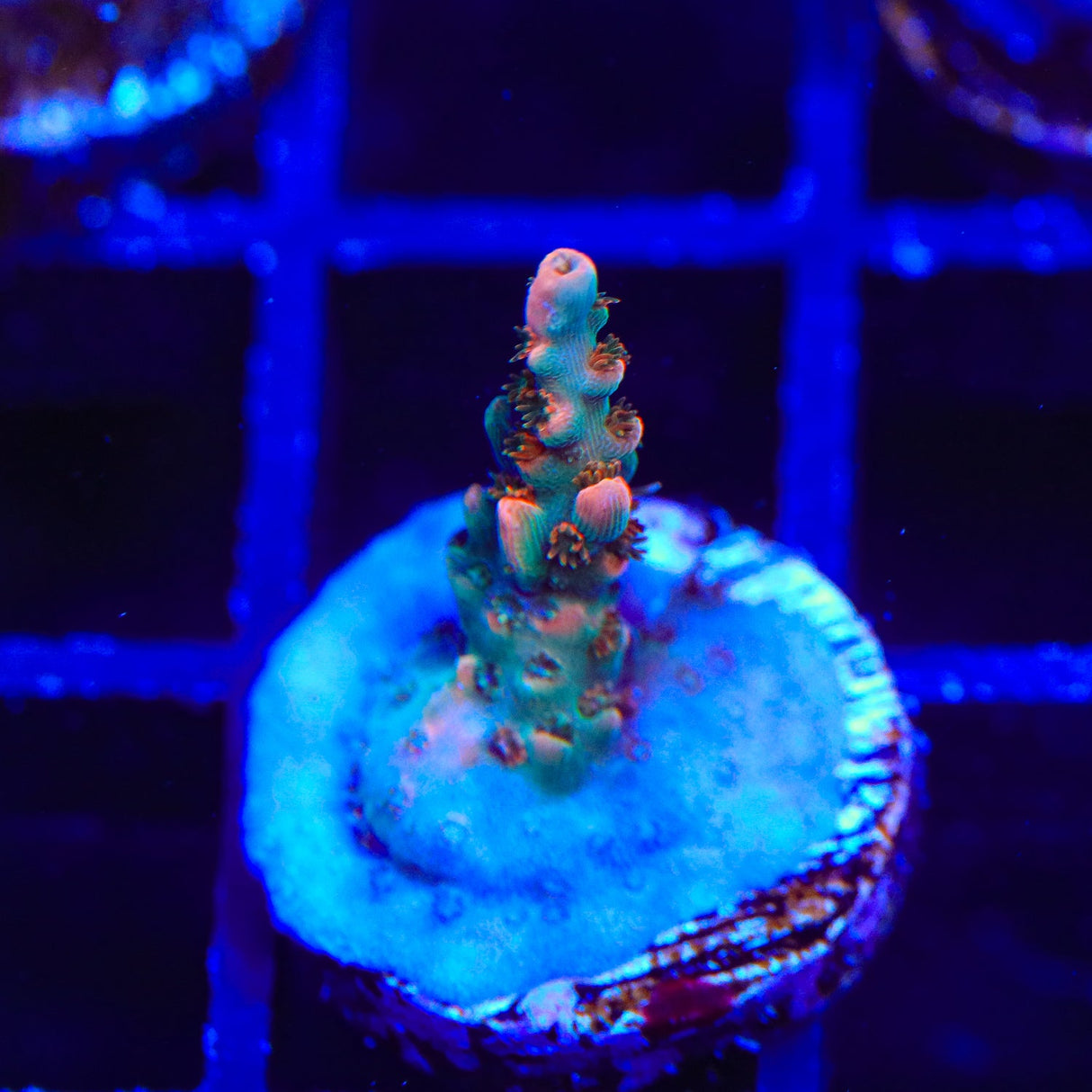 TSA Rose Bloom Acropora Coral