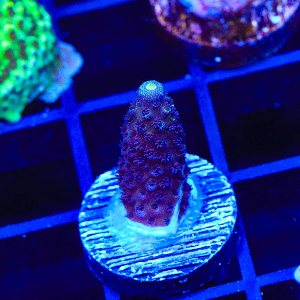 TSA Grimace Acropora Coral