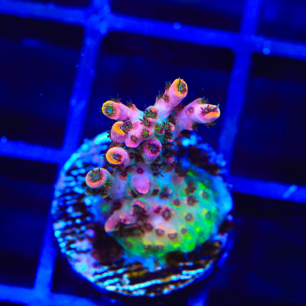 TSA Flower Bomb Acropora Coral