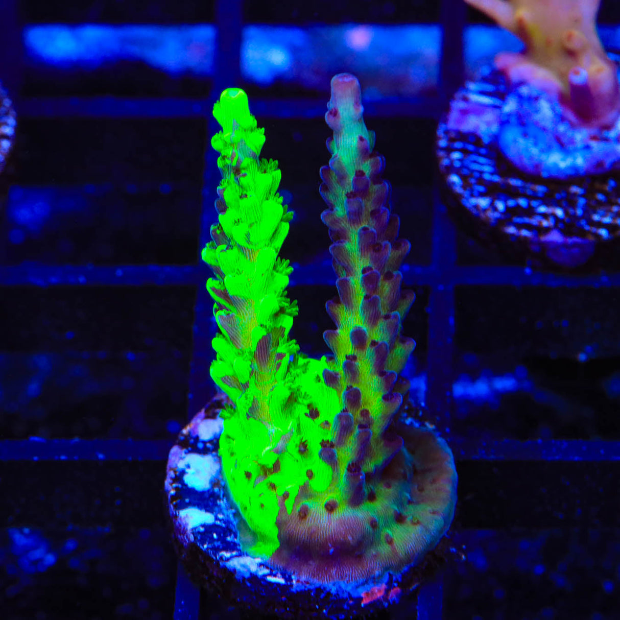 TSA Raspberry Splice Acropora Coral - Top Shelf Aquatics