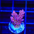 TSA Purple Passion Acropora Coral