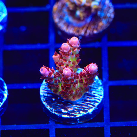 TSA Princess Peach Acropora Coral