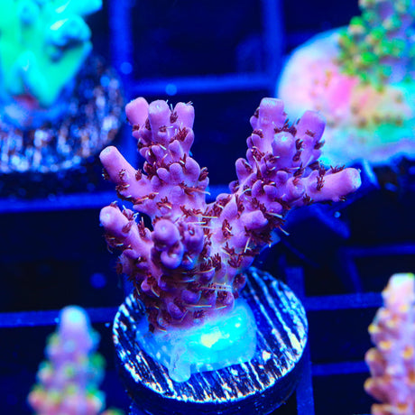 TSA Purple Passion Acropora Coral