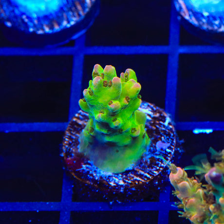 TSA Disco Fever Acropora Coral