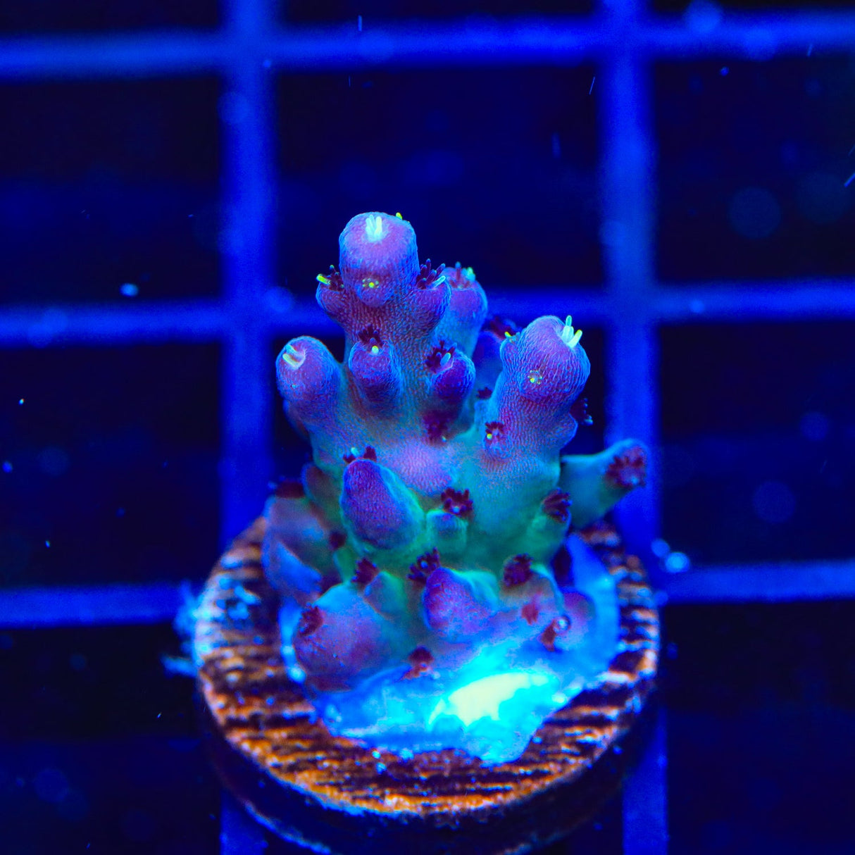 TSA Count Dracula Acropora Coral