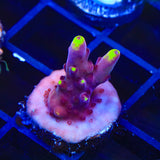 TSA Victoria Secret Acropora Coral