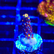 TSA Colonel Mustard Acropora Coral