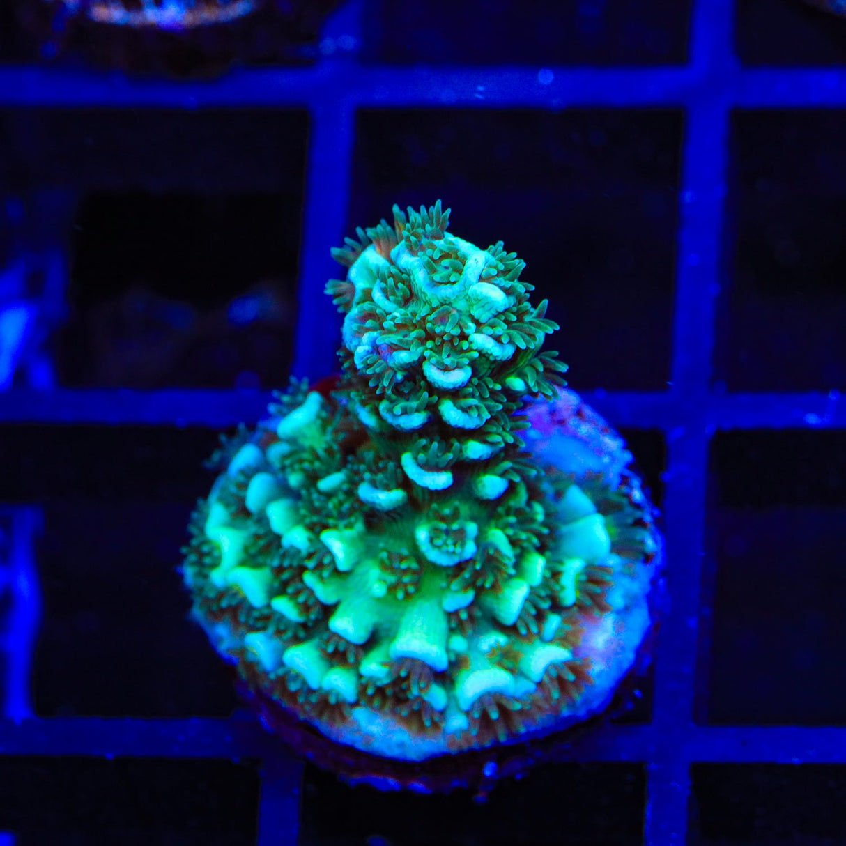 TSA Link Acropora Coral