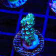 TSA Twisted Sister Acropora Coral