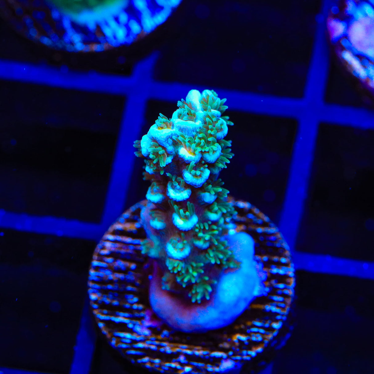 TSA Twisted Sister Acropora Coral