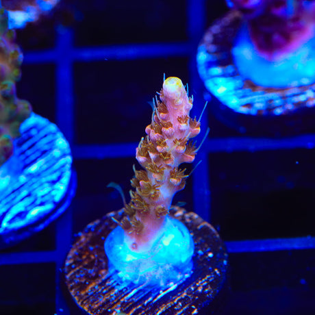 CC Voodoo Majick Acropora Coral