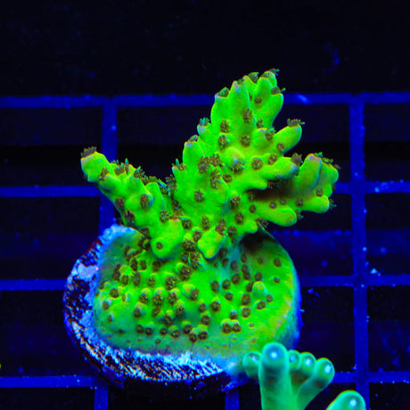 TSA Disco Fever Acropora Coral