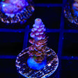 TSA Nebula Acropora Coral