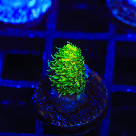 RRC Rainbow Splice Acropora Coral