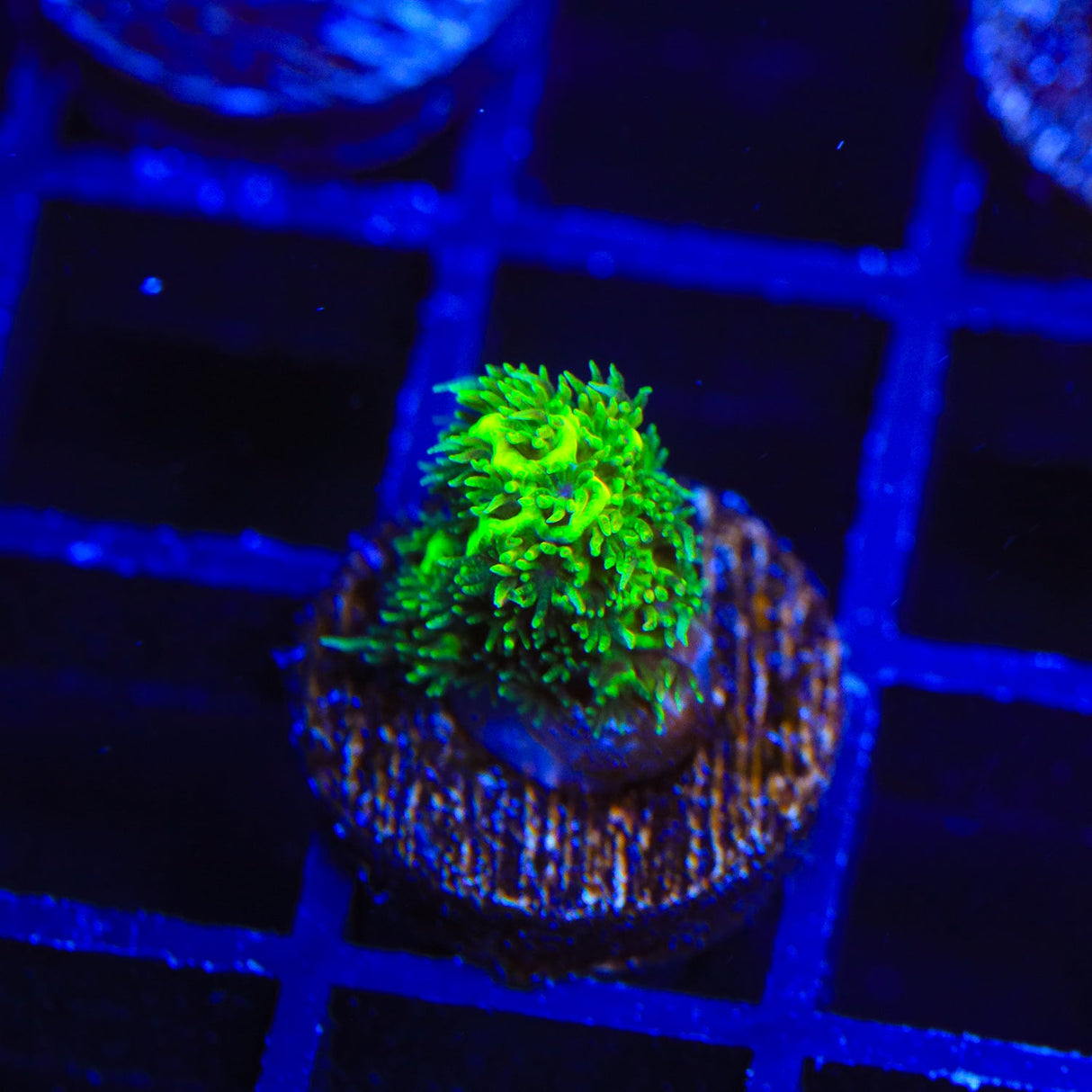 RRC Rainbow Splice Acropora Coral