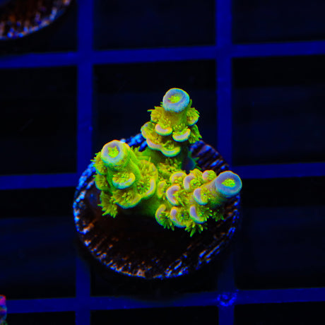 Walt Disney Tenuis Acropora Coral