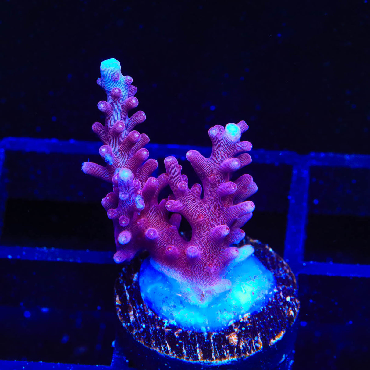 OG Red Dragon Acropora Coral