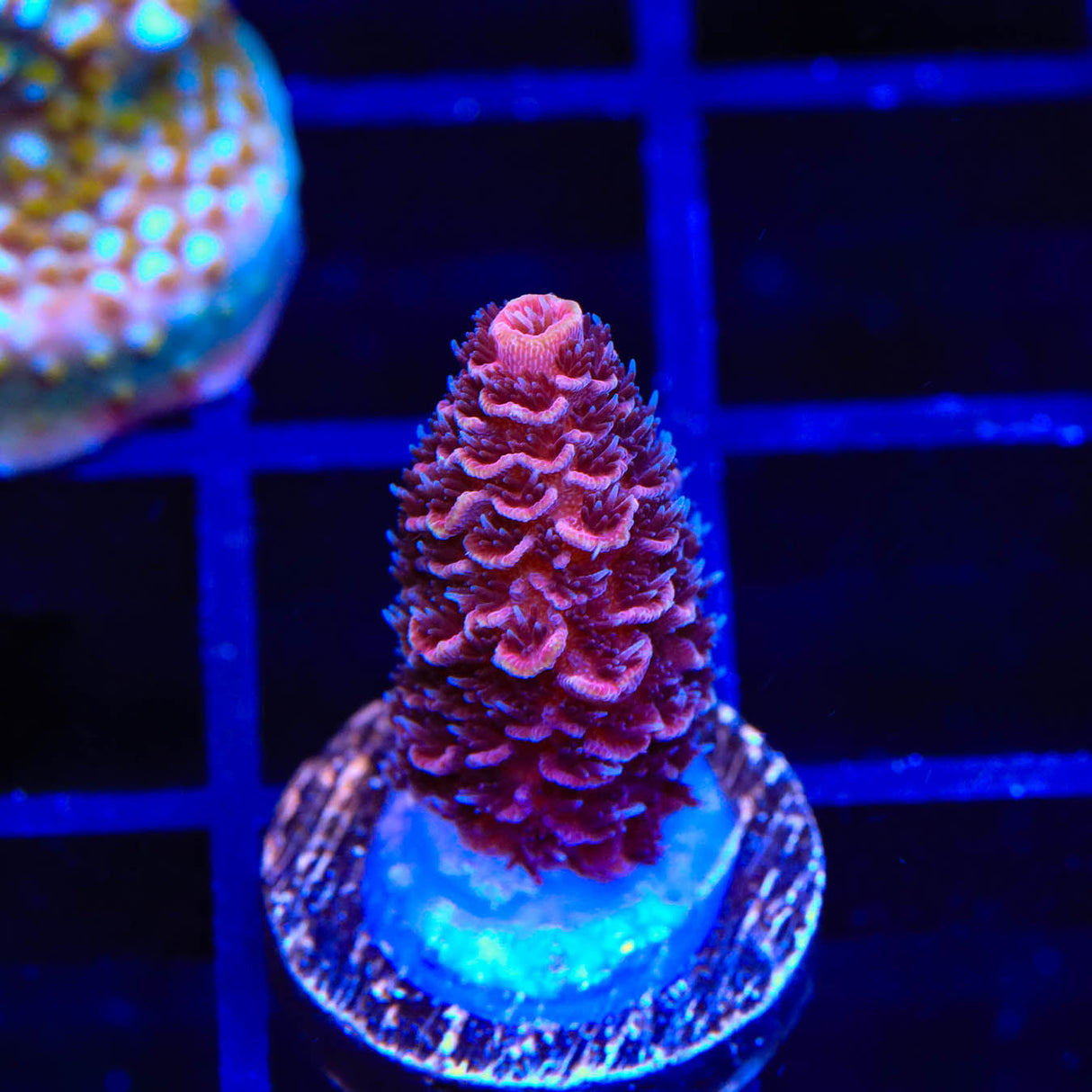 TSA Pink Panther Spathulata Acropora Coral - Top Shelf Aquatics