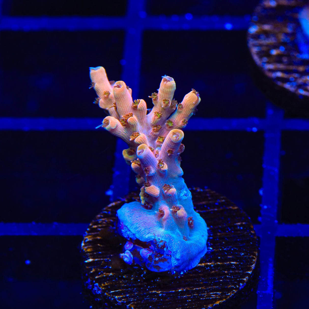 TSA Flower Bomb Acropora Coral