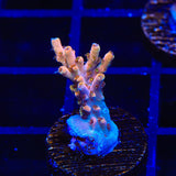 TSA Flower Bomb Acropora Coral