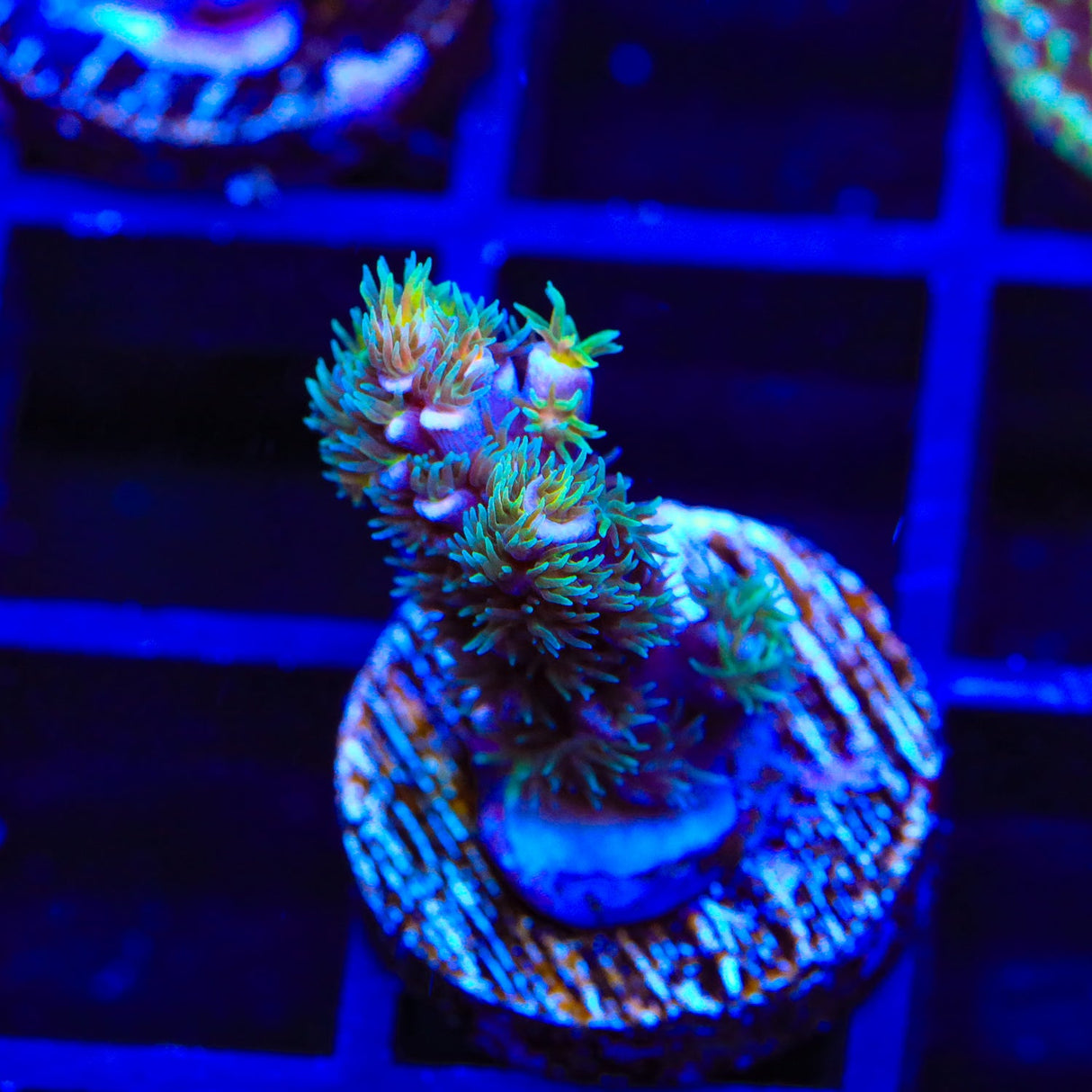 TSA Silver Surfer Acropora Coral