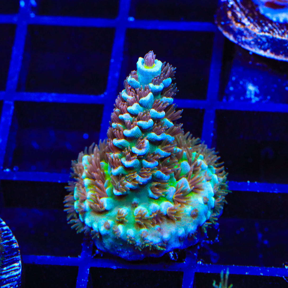 TSA Unity Acropora Coral