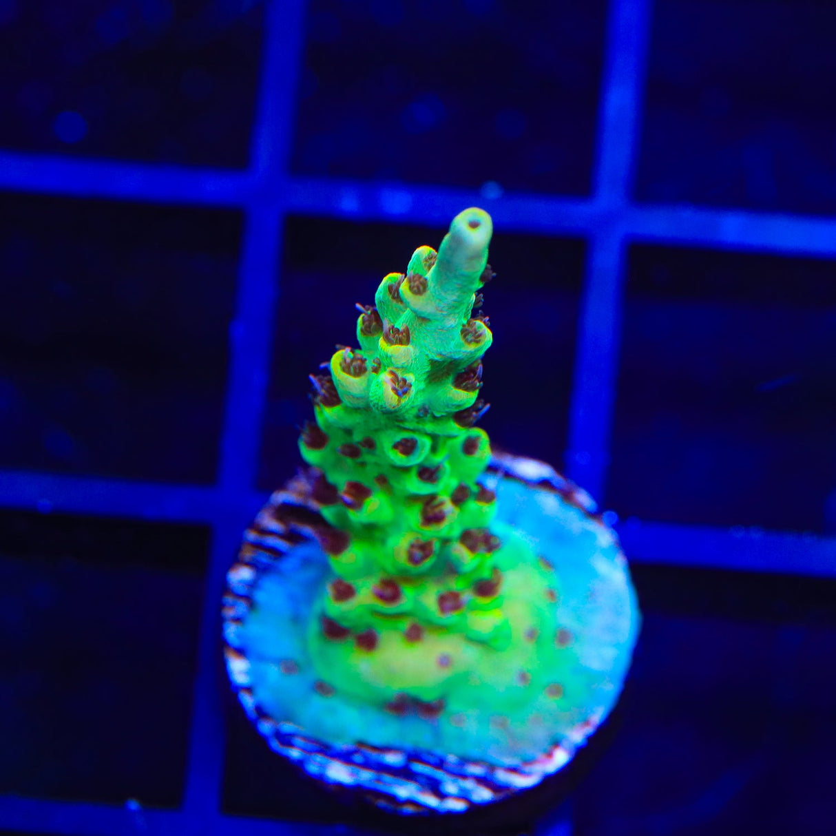 TSA Harvey Wallbanger Acropora Coral