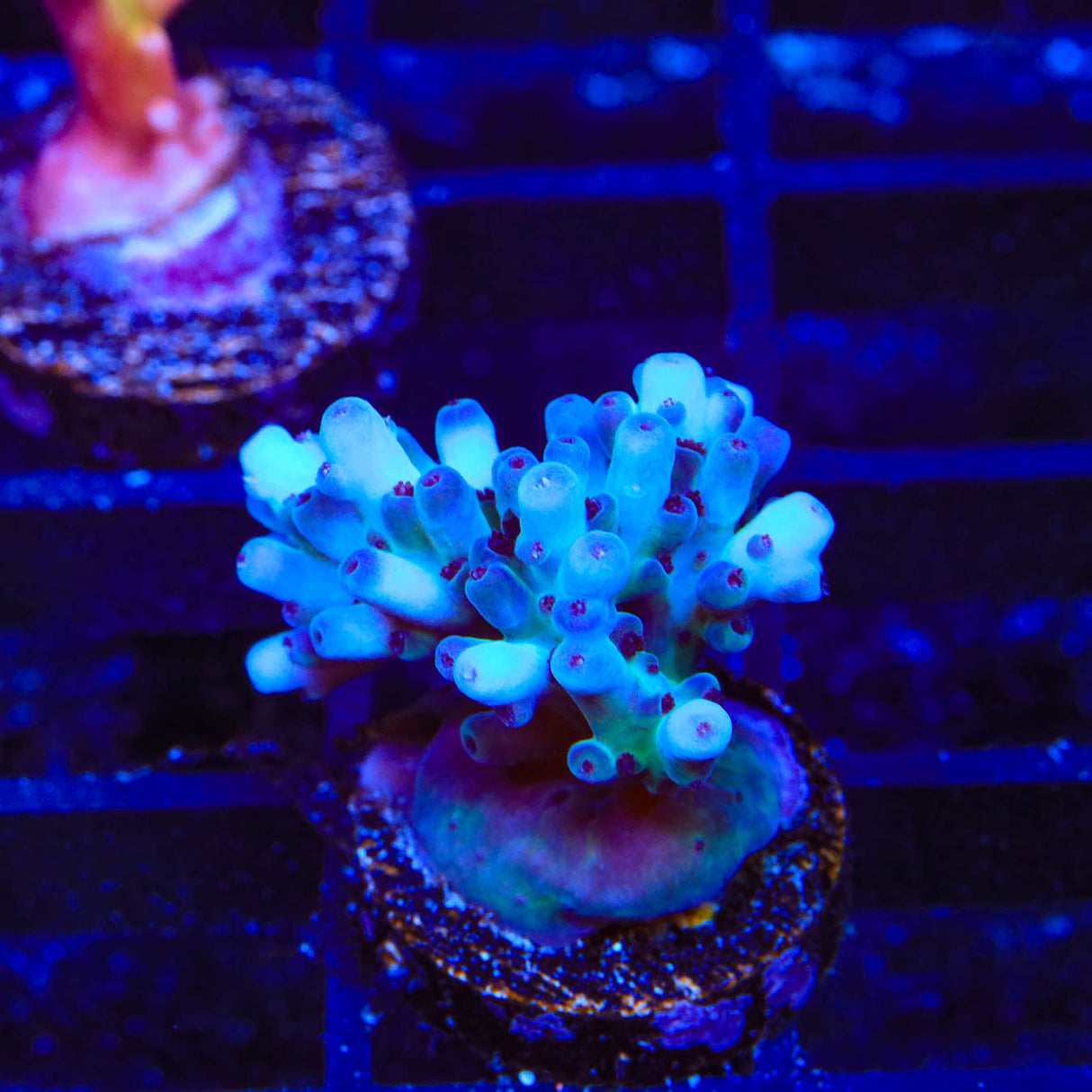 RRC Shazam Acropora Coral - Top Shelf Aquatics