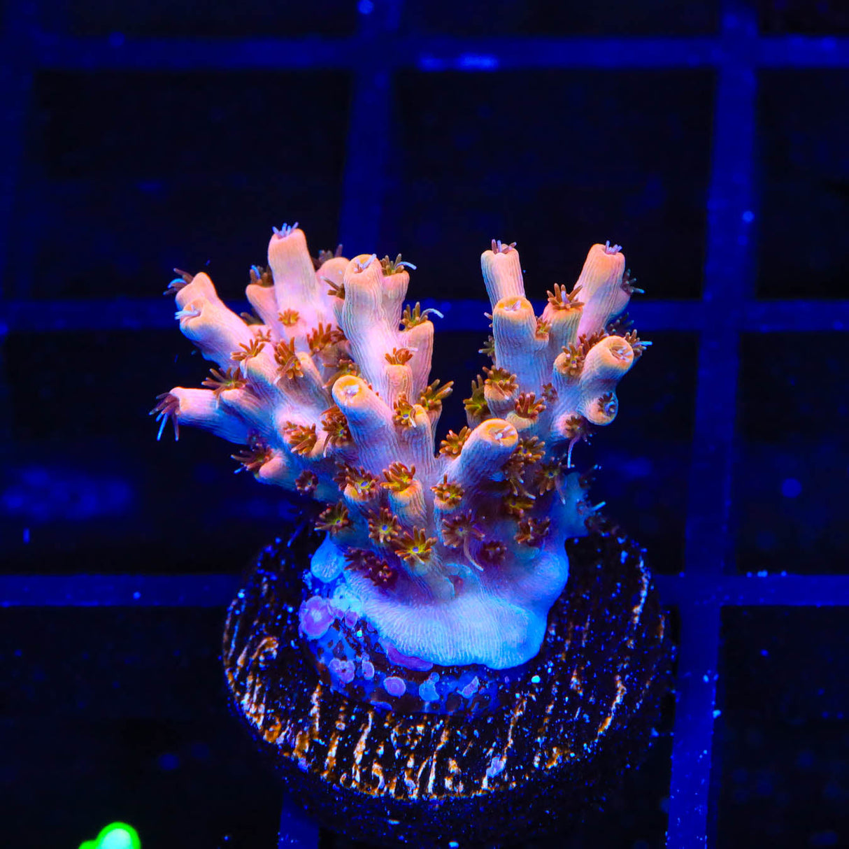 TSA Flower Bomb Acropora Coral