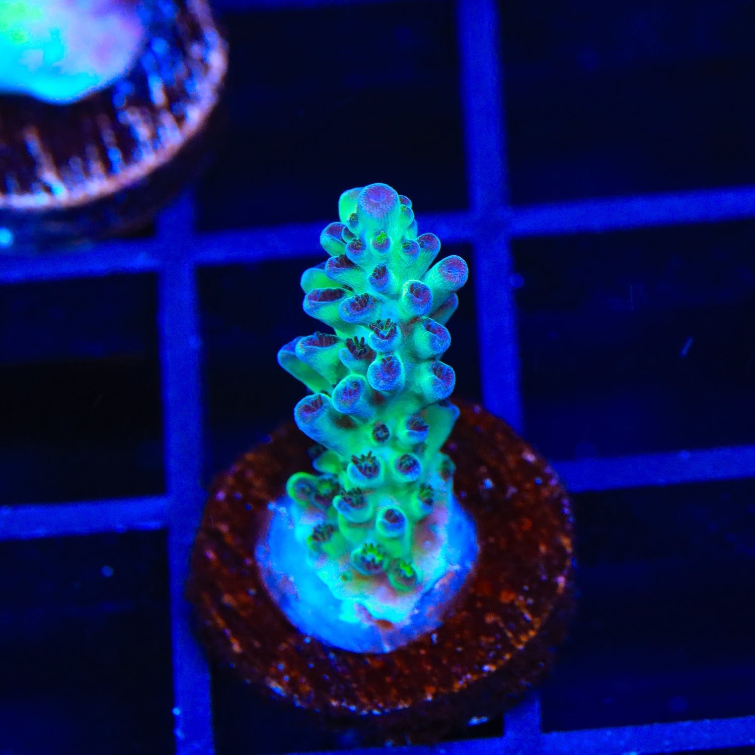 Lauras Purple Polyp Acropora Coral