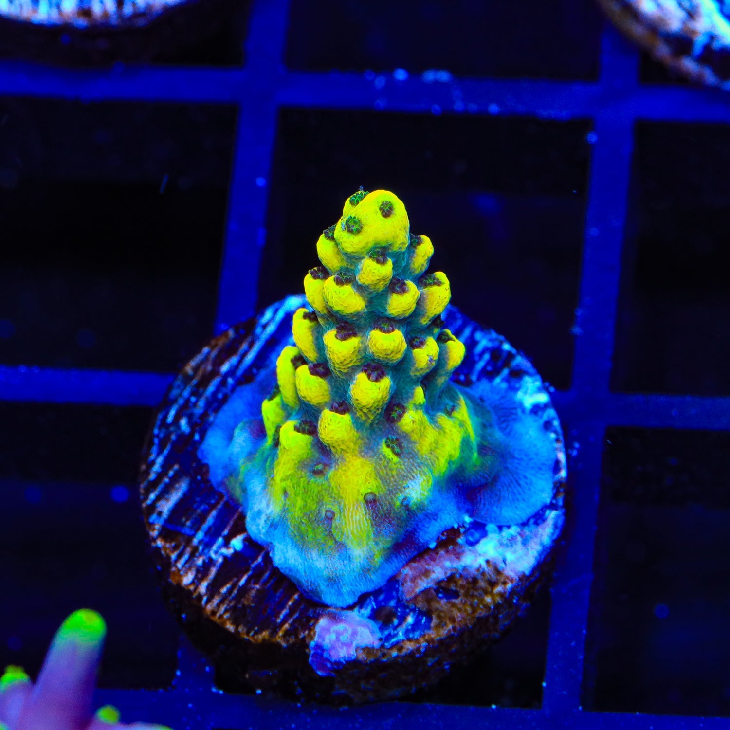 TSA Colonel Mustard Acropora Coral