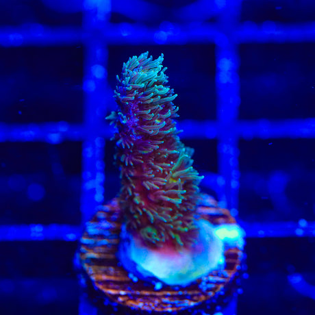 TSA Sour Diesel Acropora Coral