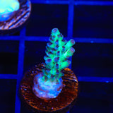 Lauras Purple Polyp Acropora Coral