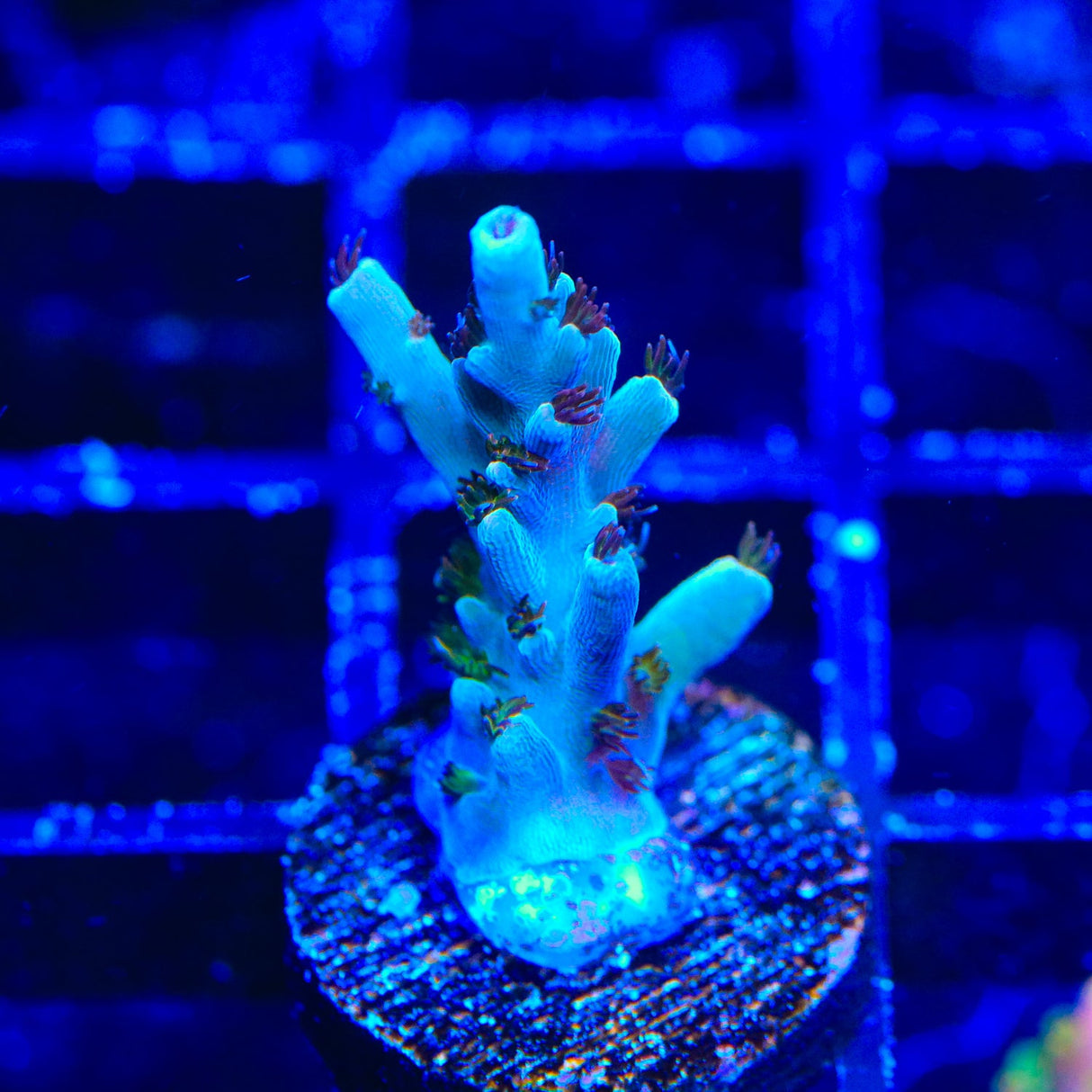 TSA Colt 45 Acropora Coral