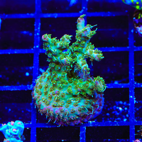 TSA Grape Ape Acropora Coral