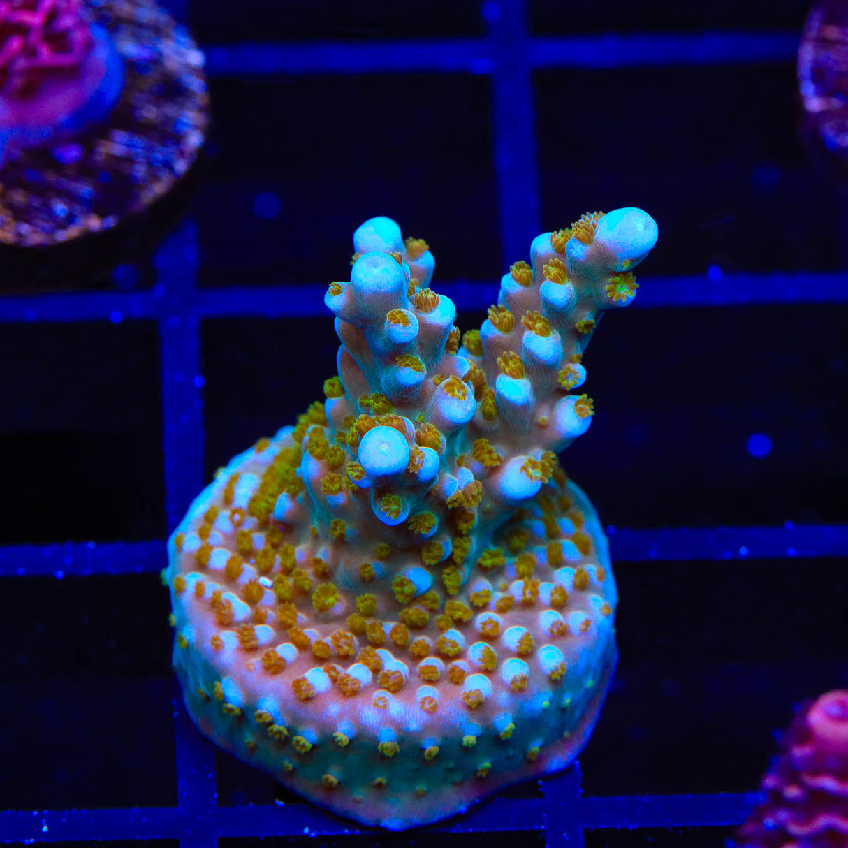 TSA Goliath Acropora Coral - Top Shelf Aquatics