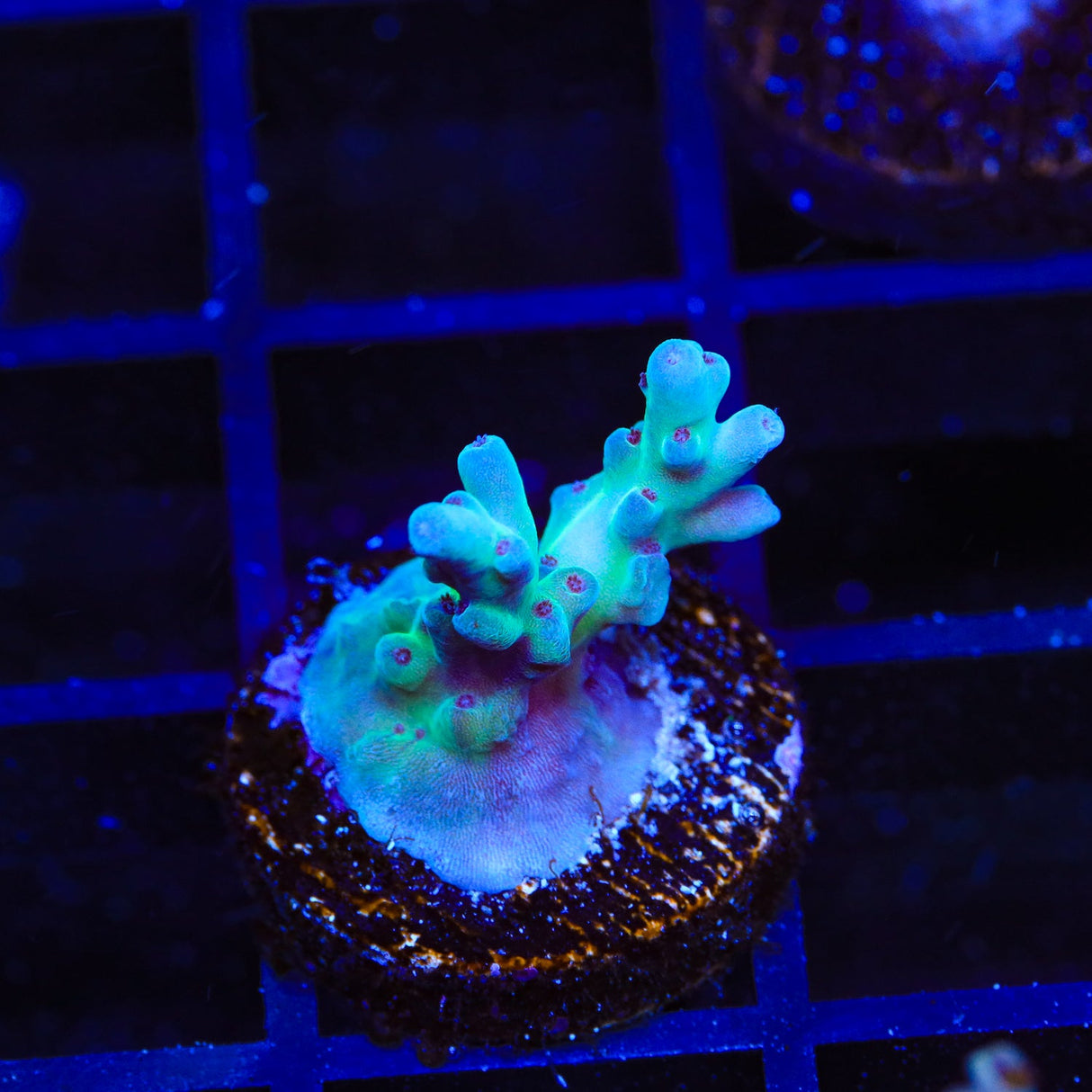 RRC Shazam Acropora Coral