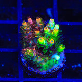 TSA Fruity Splice Acropora Coral