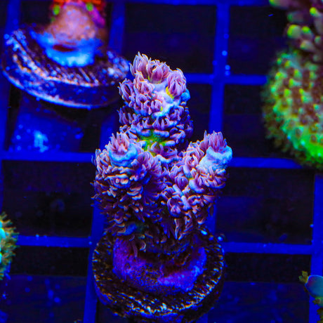 TSA Nebula Acropora Coral