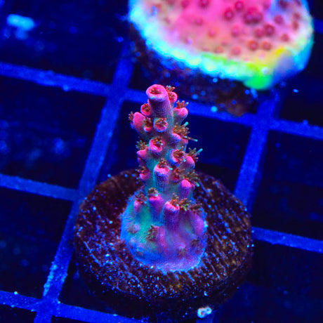 TSA Victoria Secret Acropora Coral