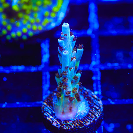 TSA Colt 45 Acropora Coral